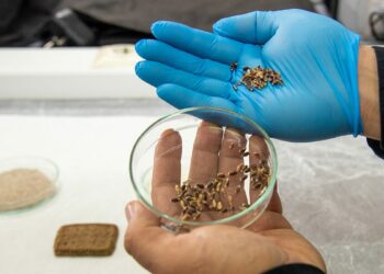 Alzheimer, diyabet ve kansere karşı renkli buğdaylardan bisküvi üretildi