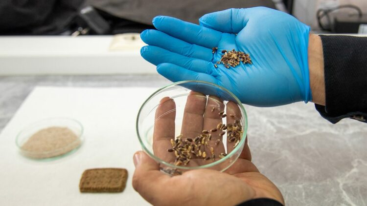 Alzheimer, diyabet ve kansere karşı renkli buğdaylardan bisküvi üretildi