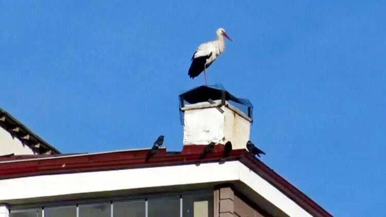 Ardahan'da 'baharın müjdecisi' leylekler erken geldi