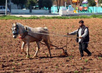 Atlara bağladığı sabanlarla yabani otları temizledi; tepkilere yol açtı