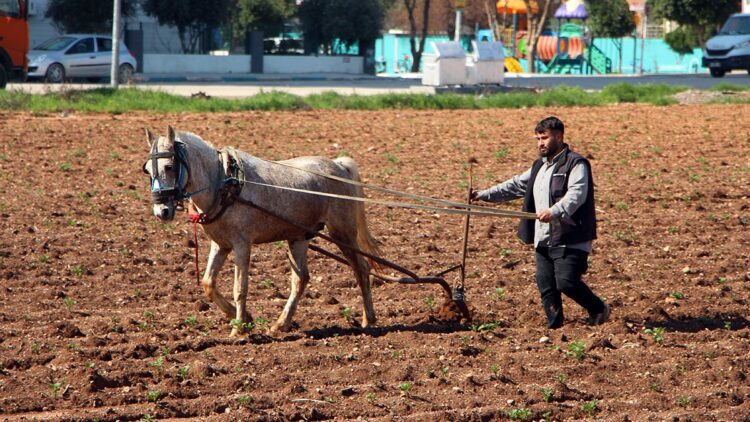 Atlara bağladığı sabanlarla yabani otları temizledi; tepkilere yol açtı