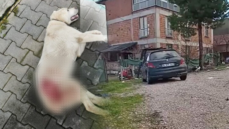 Bahçesine giren sokak köpeğini tüfekle ateş edip öldürdü