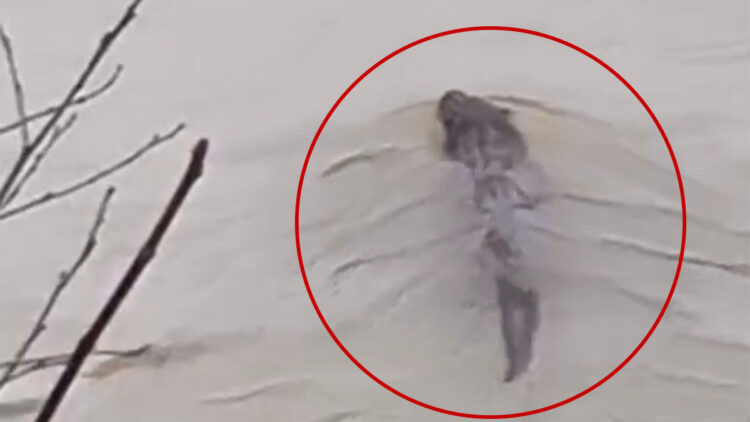 Bartın Irmağı'nda su samuru görüldü