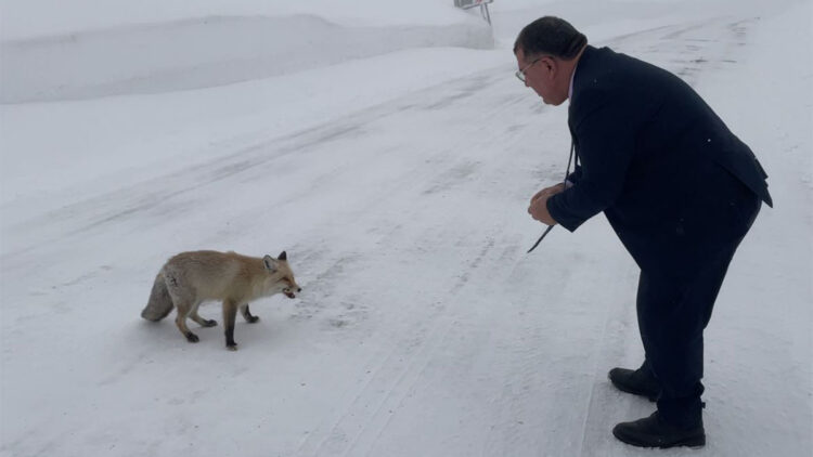Şavşat Belediye Başkanı Durmuş Aydın tilkiyi eliyle besledi