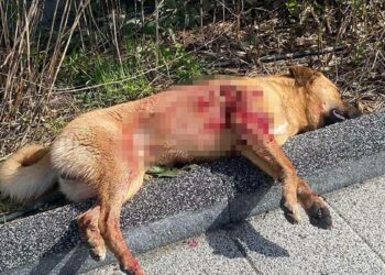 Bodrum'da 2 köpek tüfekle vurularak öldürüldü; 1 gözaltı