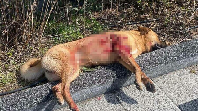 Bodrum'da 2 köpek tüfekle vurularak öldürüldü; 1 gözaltı