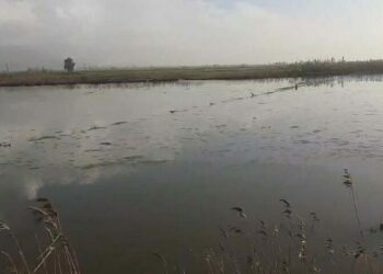 Büyük Menderes Nehri yine taştı; Köşk ilçesinde tarım alanlarını su bastı