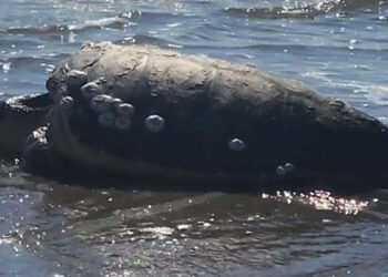 Gökçeada'da sahile vuran caretta caretta kurtarıldı
