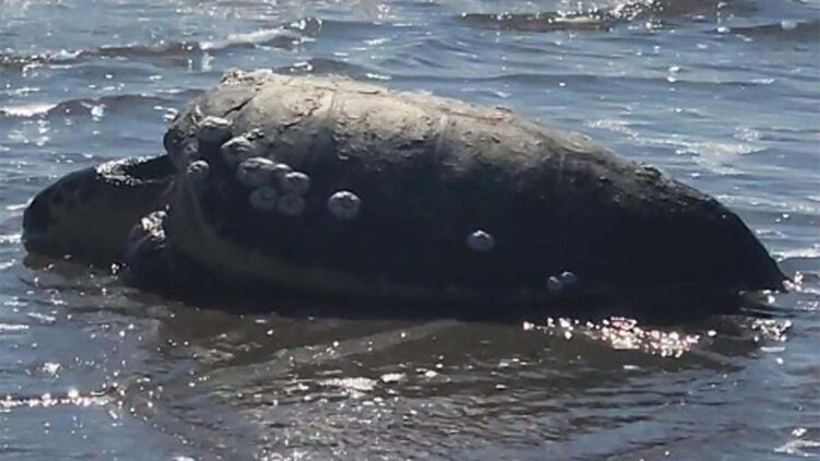 Gökçeada'da sahile vuran caretta caretta kurtarıldı