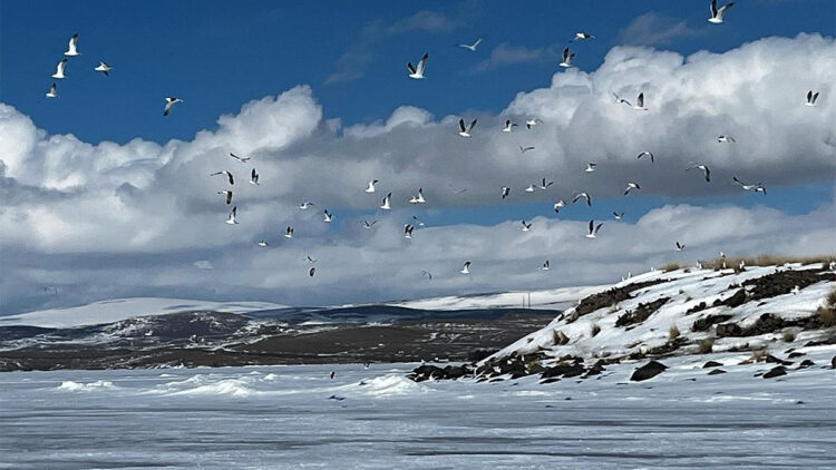 Çıldır Gölü'ne bu yıl martılar erken geldi