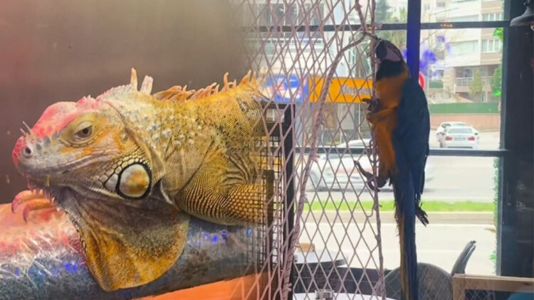 DKMP, CITES kapsamındaki 3 hayvana el koydu