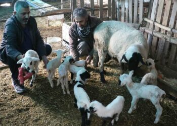 Denizli'de koyun tek batında 9 yavru doğurdu