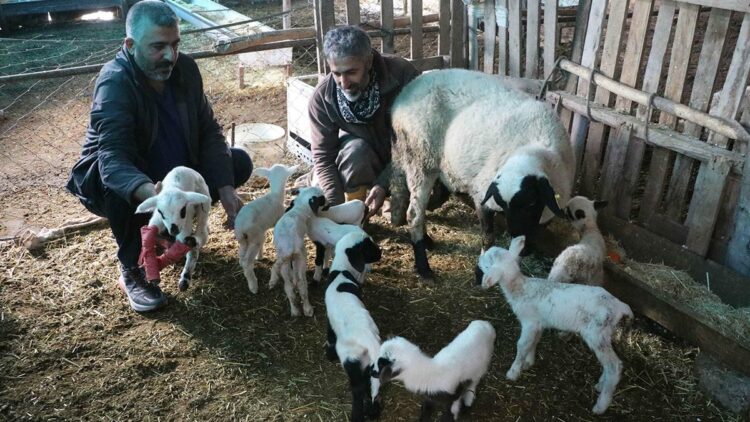 Denizli'de koyun tek batında 9 yavru doğurdu