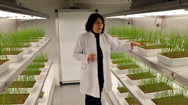 Eksi 21 derece kışa dayanıklı tohum çeşitleri geliştiriyorlar