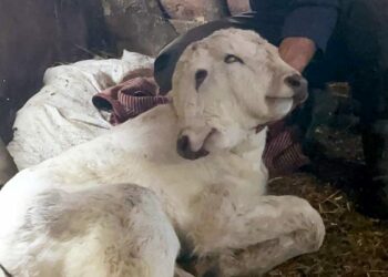 Erzurum'da çift başlı buzağı dünyaya geldi