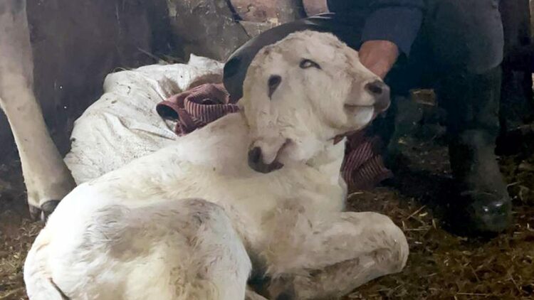 Erzurum'da çift başlı buzağı dünyaya geldi
