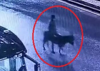 Forkliftle kuyumcu soyup eşekle kaçan şüpheli yakalandı; o anlar kamerada