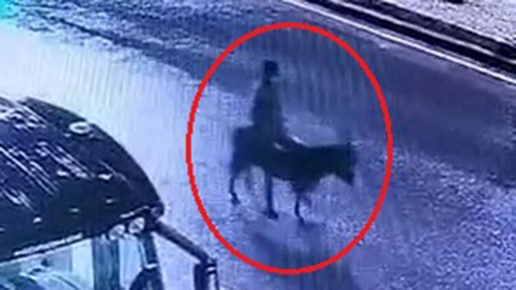 Forkliftle kuyumcu soyup eşekle kaçan şüpheli yakalandı; o anlar kamerada