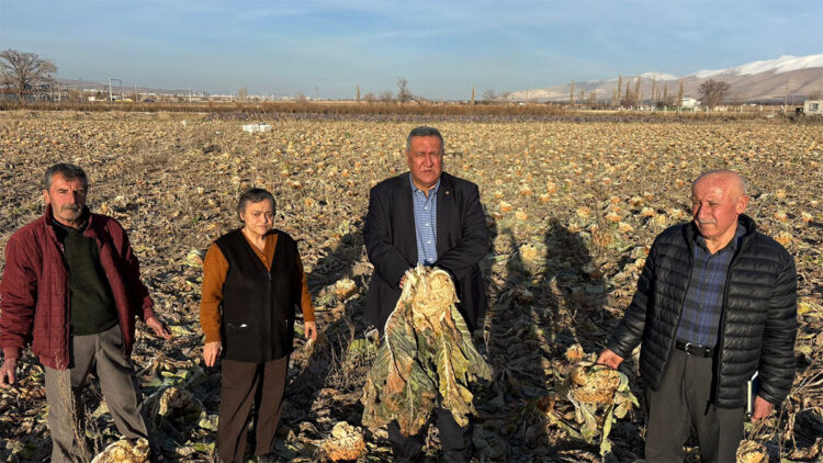 Niğde Bor'da karnabahar da tarlada kaldı