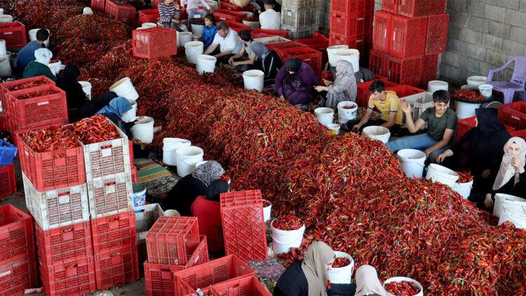 ‘İslahiye biberi’ 60 ülkeye ihraç ediliyor