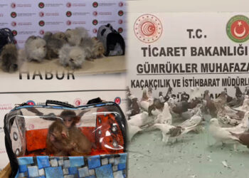 2025 yılında 85 bin 342 canlı hayvan ele geçirildi