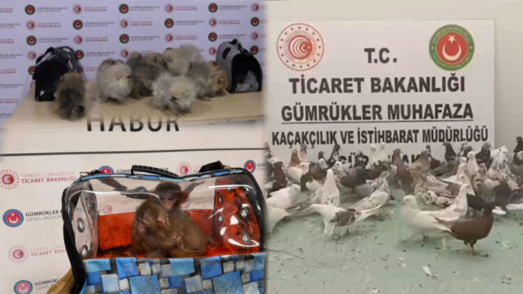 2025 yılında 85 bin 342 canlı hayvan ele geçirildi