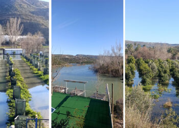Manavgat Irmağı taşınca narenciye bahçelerini su bastı