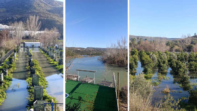 Manavgat Irmağı taşınca narenciye bahçelerini su bastı