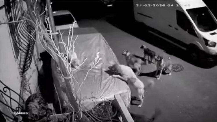 Başakşehir ve Beylikdüzü'nde sokak köpeklerinin saldırısı kamerada