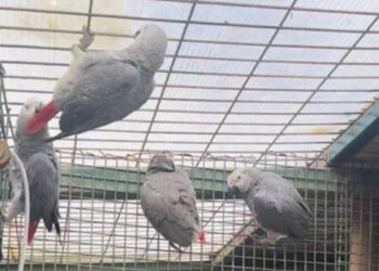 İki yolcunun bagajından 20 Afrika papağını ele geçirildi