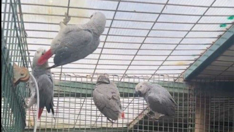 İki yolcunun bagajından 20 Afrika papağını ele geçirildi