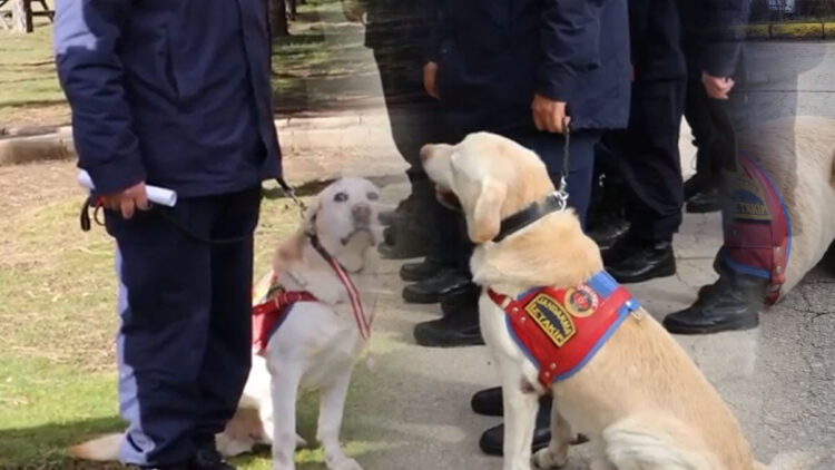 İz takip köpeği Medyum emekliye ayrıldı