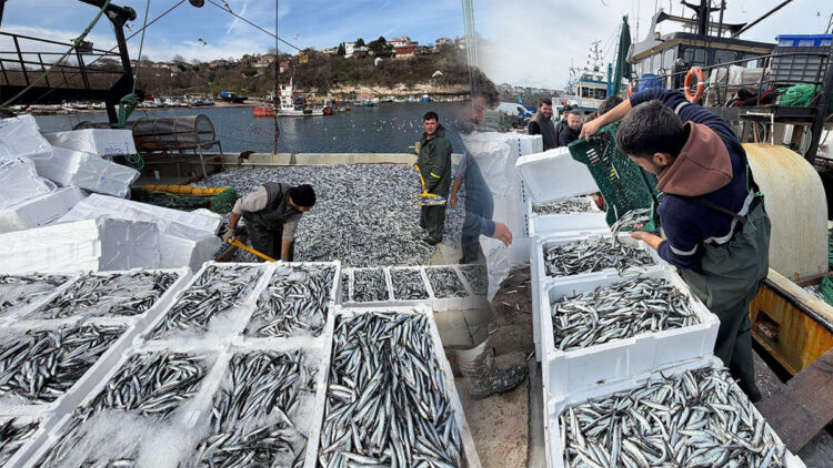 Balıkçılar, Karadeniz'de 6 saatte 30 ton hamsi avladı