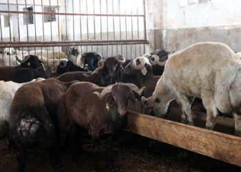 Kırsalda Bereket, Küçükbaşa Destek projesi ile hayvancılıkta verim ve kalite artacak
