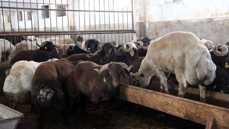 Kırsalda Bereket, Küçükbaşa Destek projesi ile hayvancılıkta verim ve kalite artacak