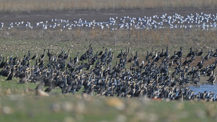 Kabaklı Göleti'nde binlerce kuş, bir arada beslenirken görüntülendi