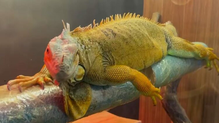 Kaçak yollarla getirilen egzotik hayvanlar muhafazaya alındı