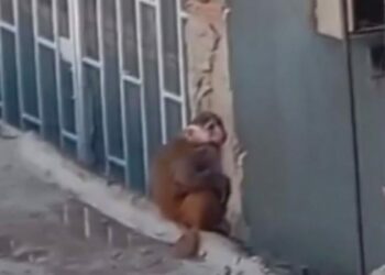 Kadıköy'de çatılarda dolaşan makak maymunu koruma altına alındı