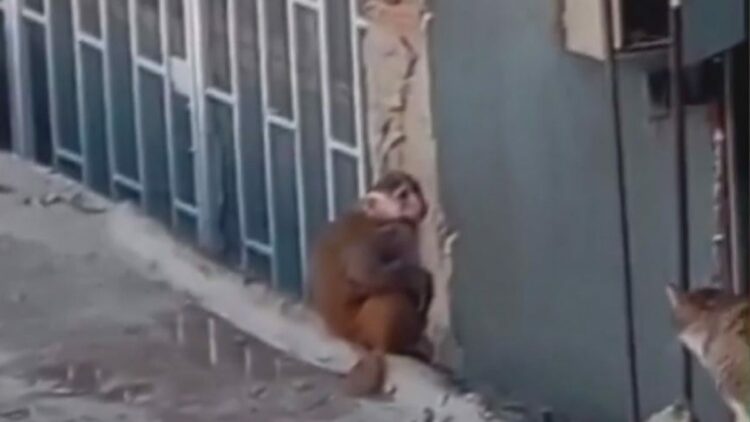 Kadıköy'de çatılarda dolaşan makak maymunu koruma altına alındı