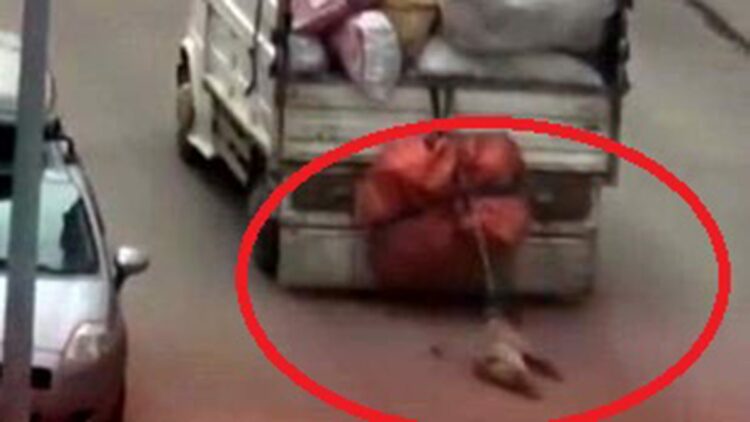 Kamyonete bağlanarak sürüklenen köpek kurtarıldı