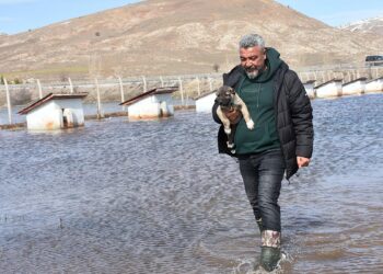 Kangal köpeği çiftliği su altında kaldı