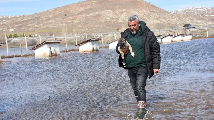 Kangal köpeği çiftliği su altında kaldı