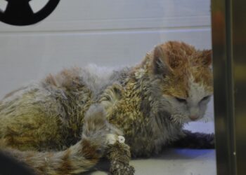 Kedilerin beslendiği evde yangın; 26 kedi öldü