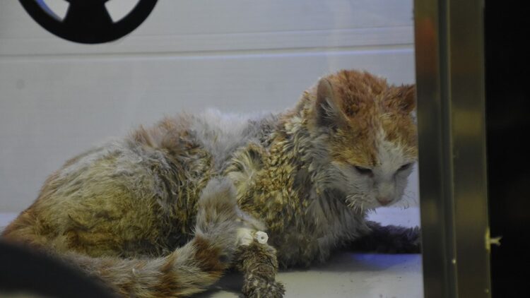 Kedilerin beslendiği evde yangın; 26 kedi öldü