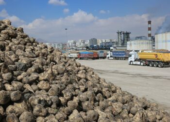 Konya Şeker’den üreticiye 12 milyar 780 milyon 545 bin TL’lik ödeme