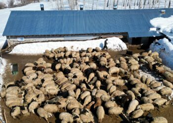 Köyüne döndü; 100 koyunu 4 yılda 680'e çıkardı