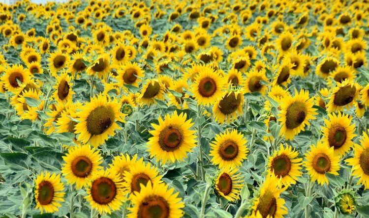 Kurak geçen 2 yılın ardından Edirneli üreticinin yüzü, son yağışlarla güldü