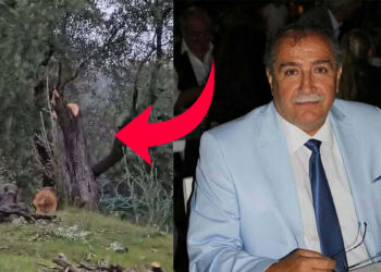 Milas'taki zeytin ağacı kesimine soruşturma açılmıştı; İlçe Başkanı istifa etti