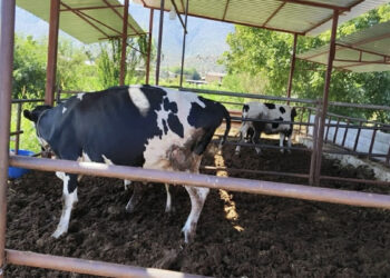 Muğla'da 11 mahalle şap hastalığı nedeniyle karantinaya alındı