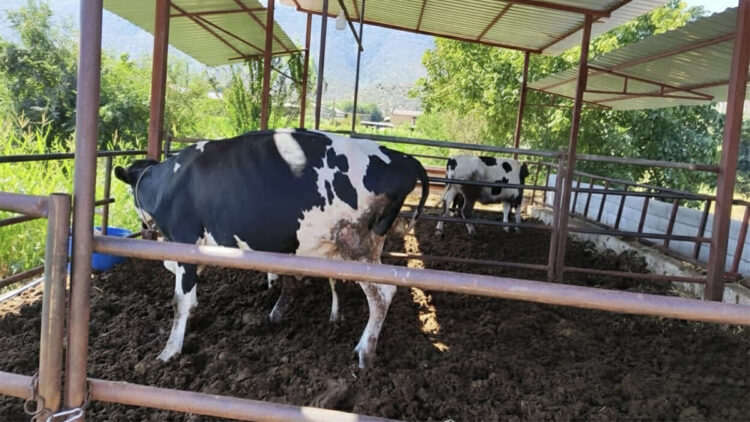 Muğla'da 11 mahalle şap hastalığı nedeniyle karantinaya alındı